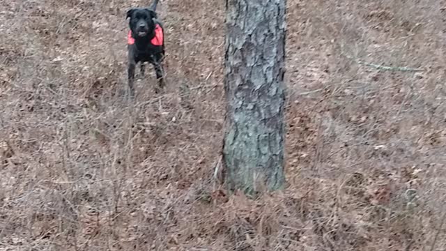 Huntin dog