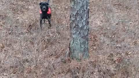 Huntin dog