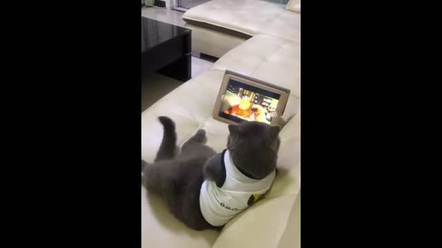 Funny Cat (watching like me)๐
