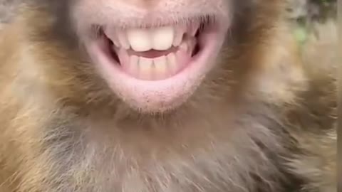 Funny Monkey videos