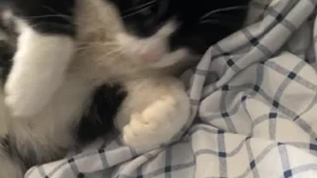 Heree ia the cute video of the day relaxing