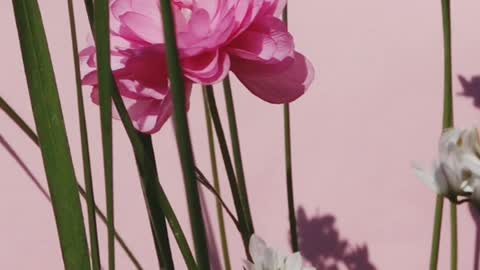 Blooming Flower In Plants