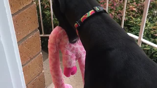 Long boi with long toy gets stuck on stairs