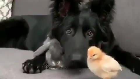 Curious dog and friendly chick