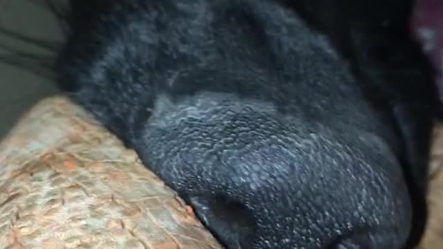 Piggy Doggo