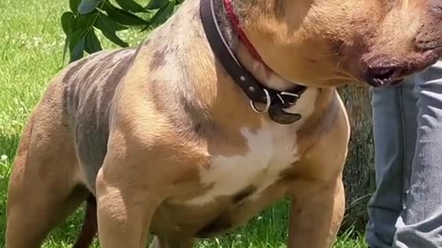 americanbully#fyp#trulyblessedkennels