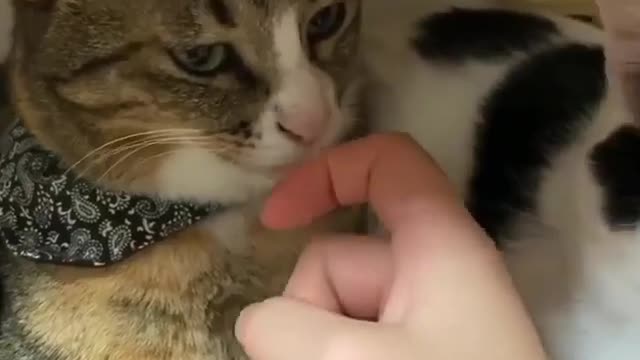 cat hatel eat the owner