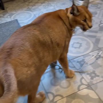 Pumba being a good boy🥰