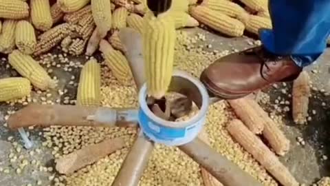 Amazing way to remove corn kernels from cob