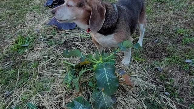 Funny Beagle Steals Broccoli from Garden