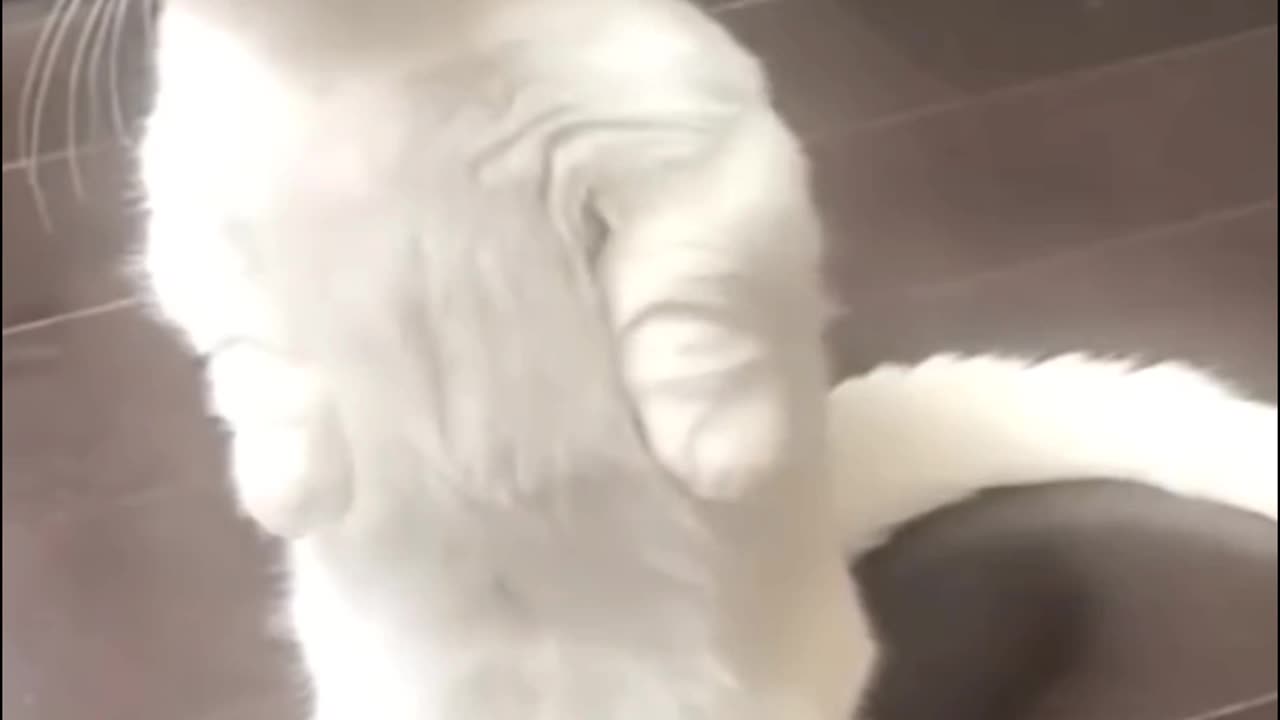 Funniest cats ll funniest dog ll🥴🥴ll2024 ll part-5 #viral #funny #pets #petstagram #funnypets #cute