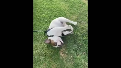 Cute puppies doing funny things