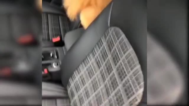 Smol dog in car