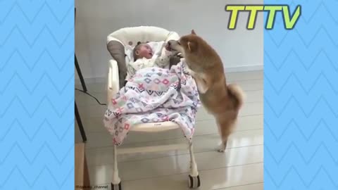Dogvideo