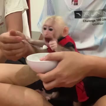 Cheeky Chews: Monkeys Mimicking Humans in the Most Hilarious Way!