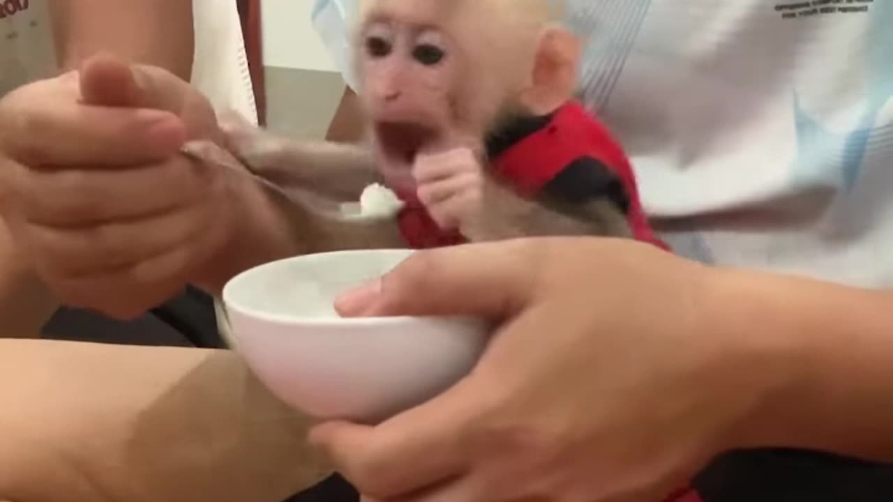 Cheeky Chews: Monkeys Mimicking Humans in the Most Hilarious Way!