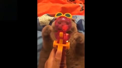 Funny Pets- Try Not To Laugh To These Pets Compilation -2021