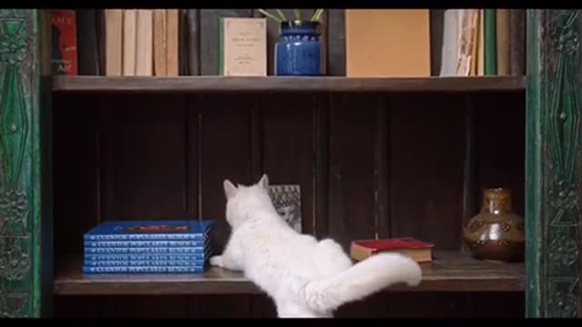 Cats will make you LAUGH YOUR HEAD OFF #viral #short