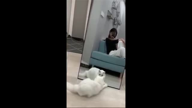 Funny And Cute Cat'S Life, Cats And Owners Are The Best Friends Videos