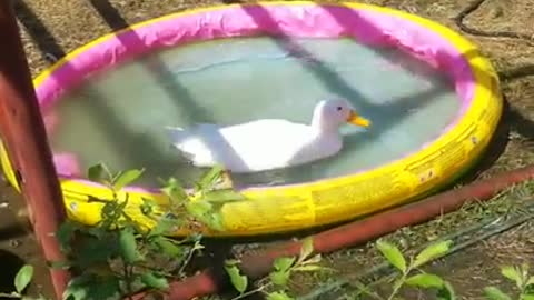 Amanda Grace Talks.. Duck Splashes and Rooster Huddles!!