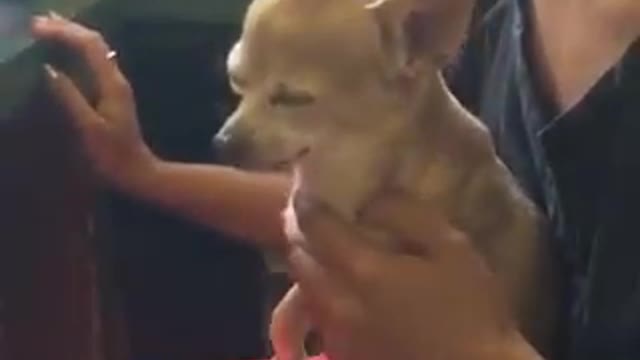 Cute dog demands attention from Mommy