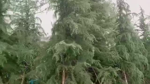 So many pine trees
