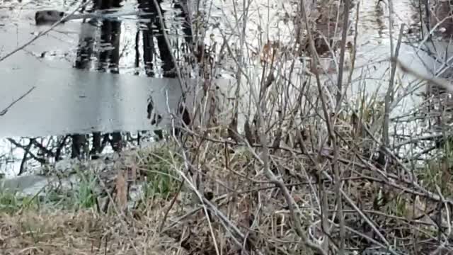 Angry Beaver tells me it's time for me to leave