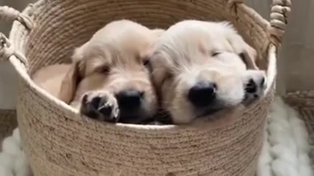 My golden retrievers sleep so sweetly