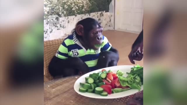 #Funny #Monkey Tiktokers