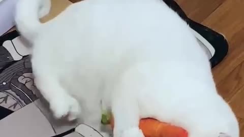 A cat who loves carrots