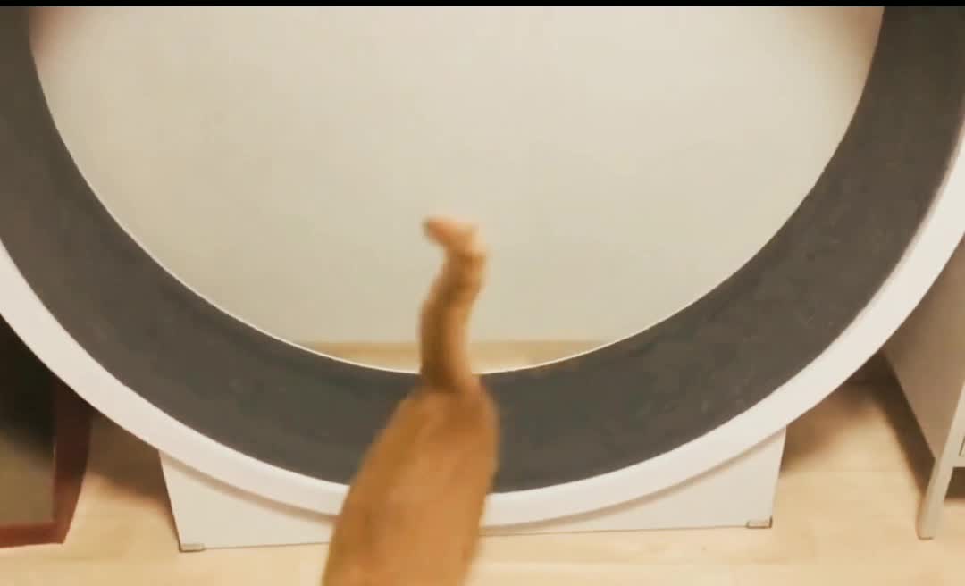 My cat wants to loose weight ....Fail again !!!