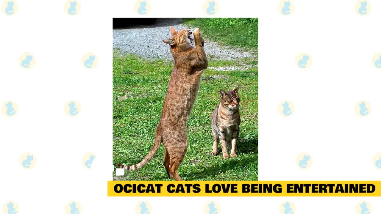 Ocicat Cats 101 : Fun Facts & Myths