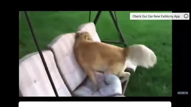 New funny moments dog 😂🤣