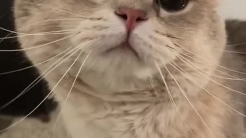 Akku sees neighbours try to make them out