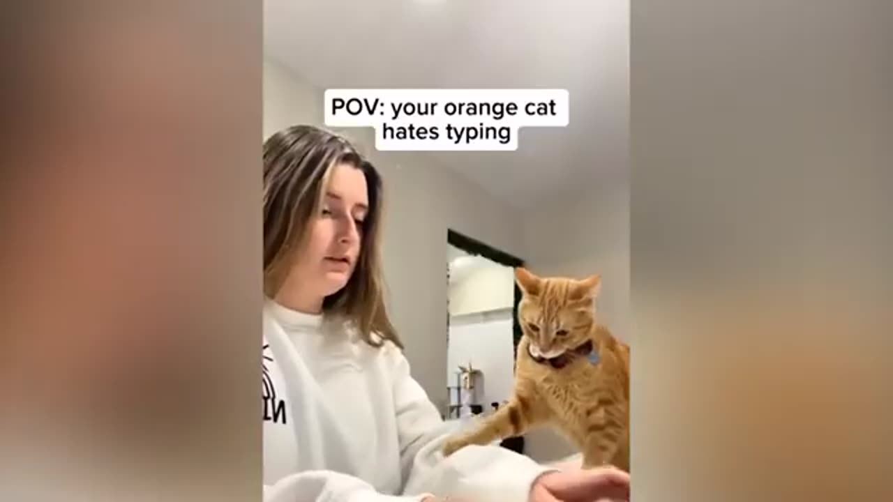 Funny Cat Videos Compilation😂😂😂Try Not to Laugh Challange Funny Cats and Dogs Memes Loop Media