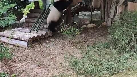 panda