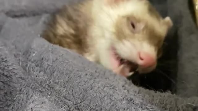 It's really small and cute