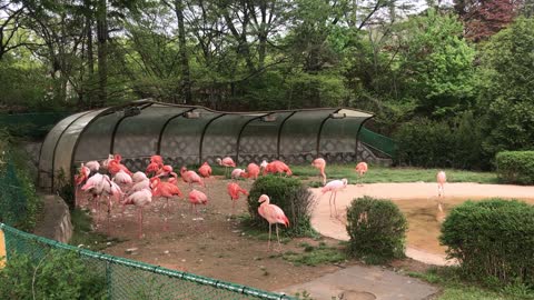 a cluster of pink cranes