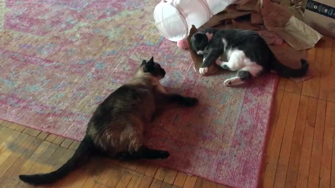 Cat Best Buds Neville & Theodore Wrestle in Slow Motion Round 1