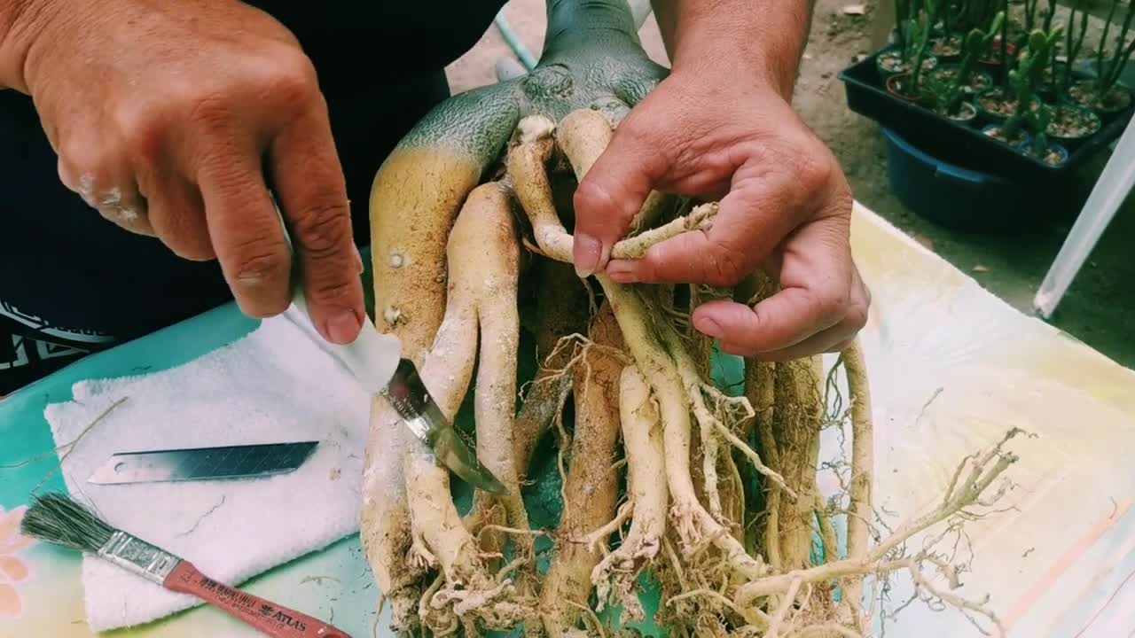 A Rosa do Deserto não Morre com Facilidade