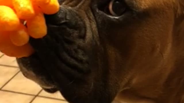 Patient Pooch Delivers Ultimate Cheeto Stack