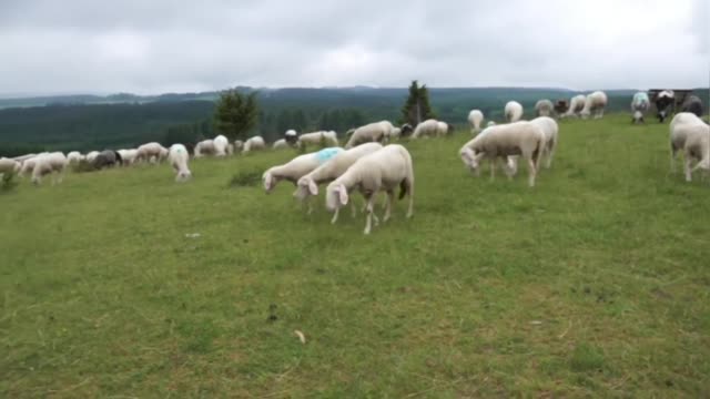 Relaxing Music Video I Natural Beauty I Mind Relaxing Video I Enjoy Natural Music Video.