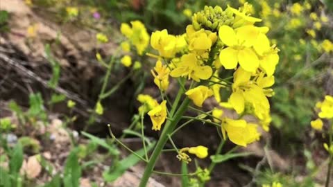 11th Sunday in Ordinary Time Homily Fr. Michael Goodyear