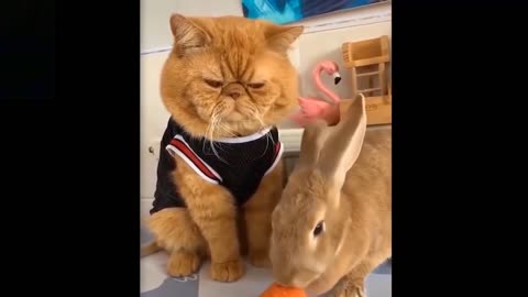 Cute Cat and Dog Videos | Funny Animal Videos