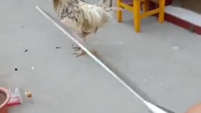 This rooster is so brave that he dares to fight with his master