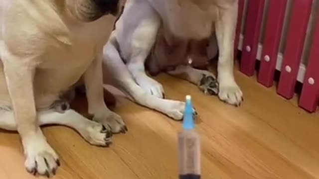 You will get STOMACH ACHE FROM LAUGHING SO HARD🐶 Really Funny Dog Videos