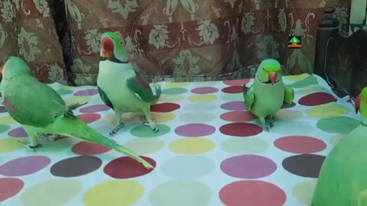 Amazing parrot Funny video