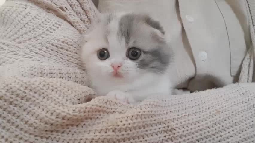 Lindo Gatinho