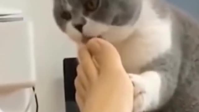Funny Animal Videos 2022 π - Funniest Cats And Dogs Video πΊπ