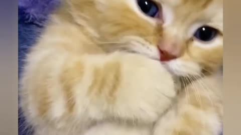 Cute Baby Cats - Cute and Funny Cat Videos Compilation #Shorts